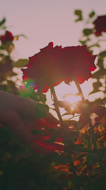 fabessentials Pure Rose Water 110ml | Alcohol-Free Face Toner or Face Mist